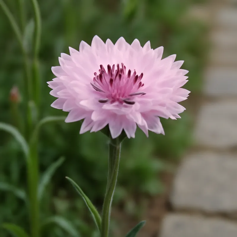 Kornblume – rosa – Bild 4