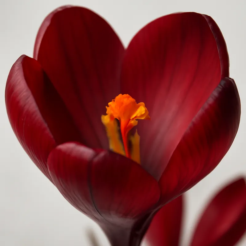 Krokus – rot – Bild 2