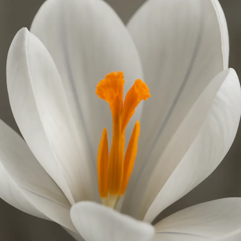 Krokus - weiß - Bild 2