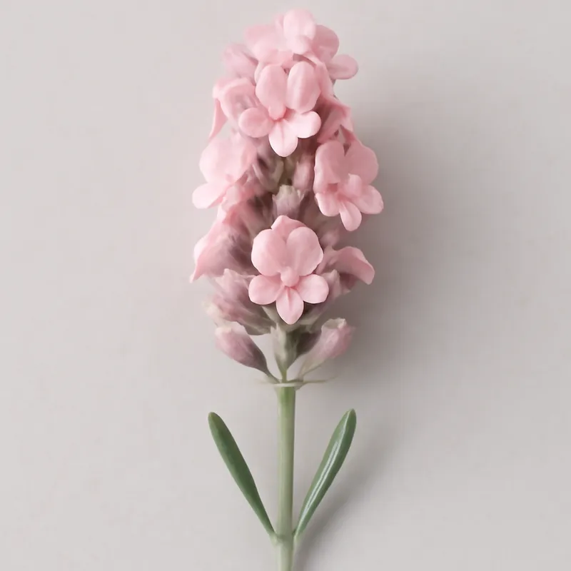 Lavendel – rosa – Bild 1