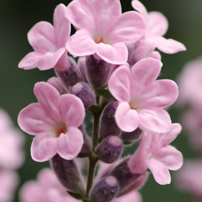 Lavendel – rosa – Bild 2