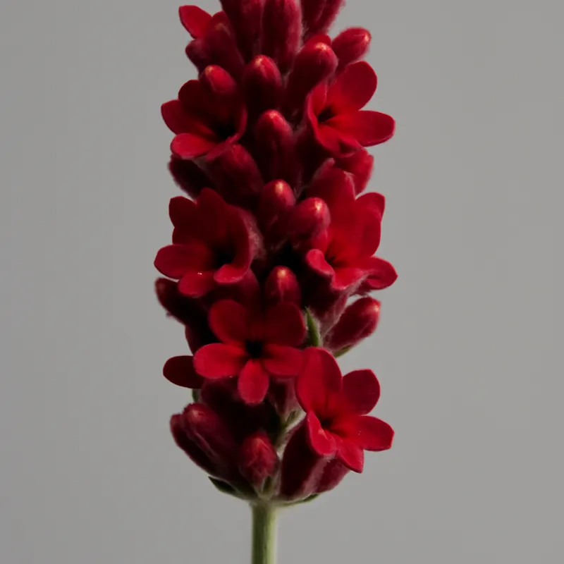 Lavendel – rot – Bild 1