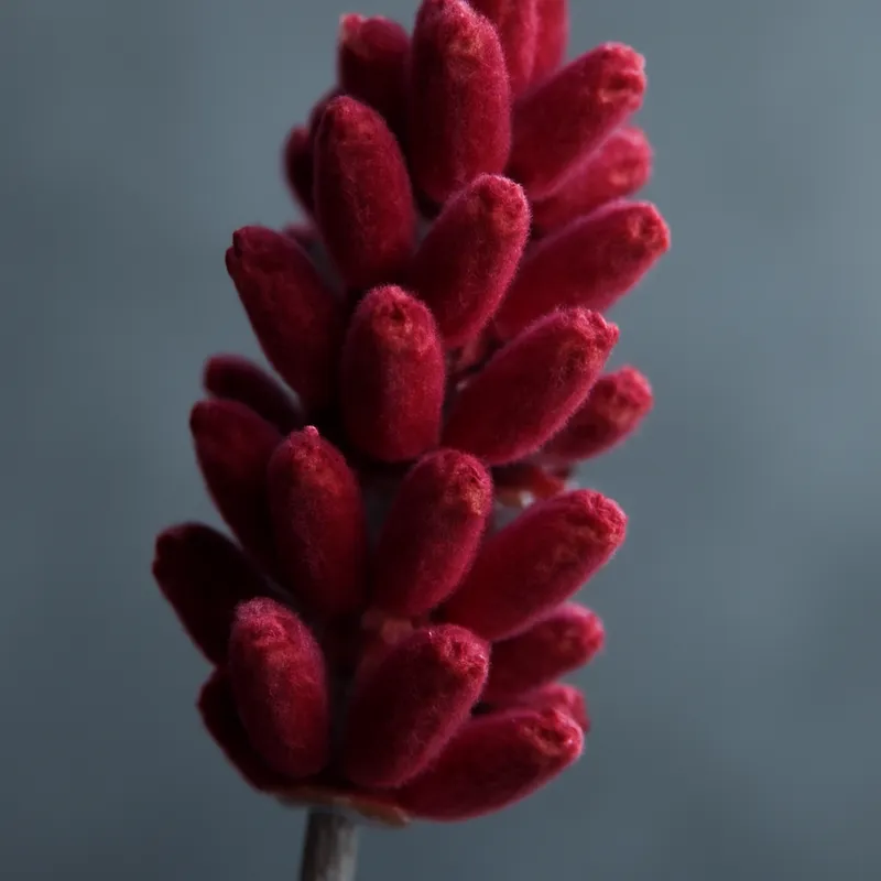 Lavendel – rot – Bild 2