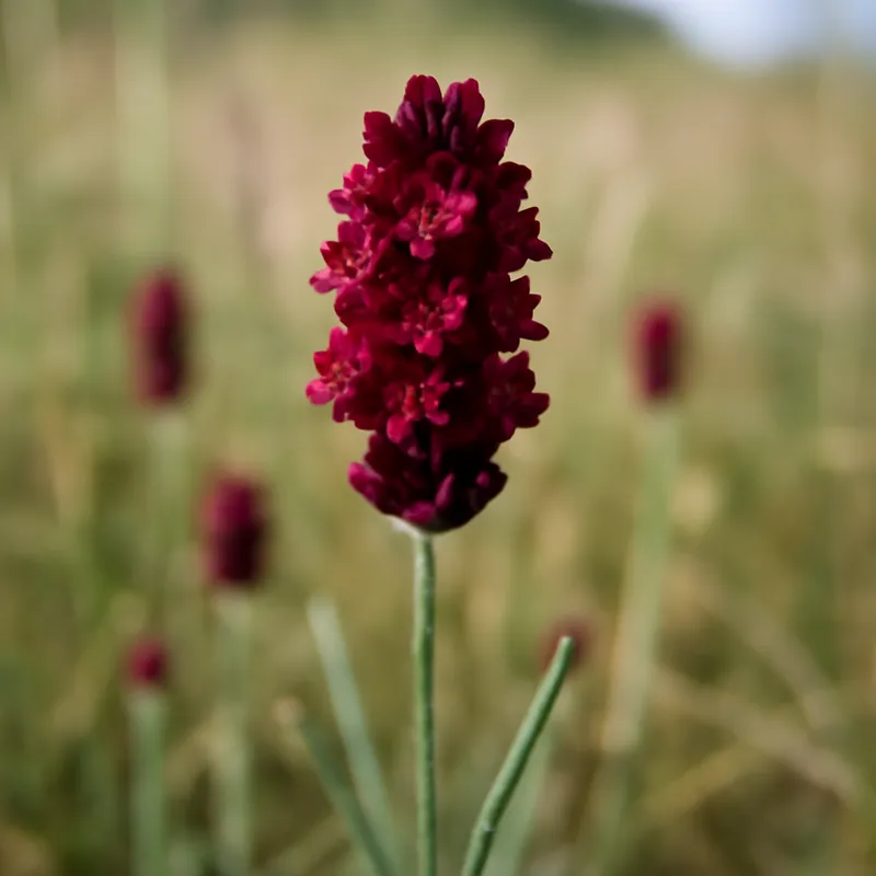 Lavendel – rot – Bild 4