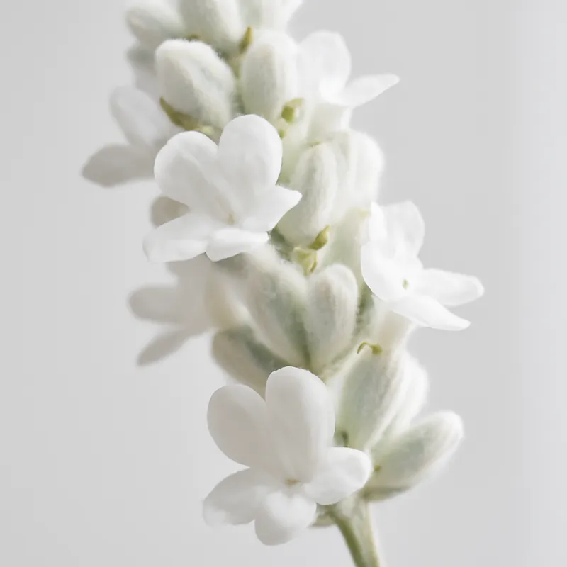 Lavendel – weiss – Bild 2