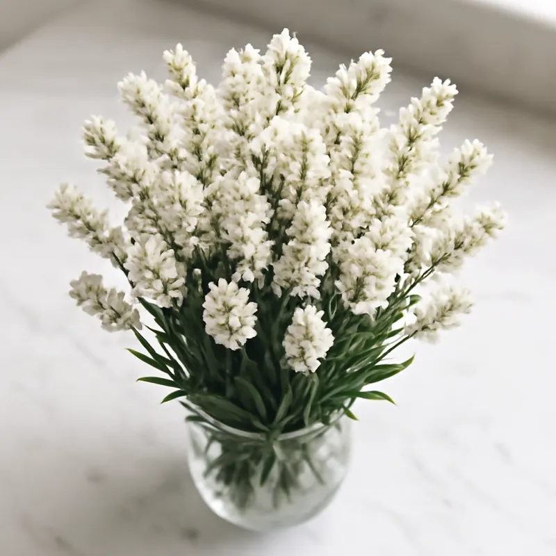 Lavendel – weiss – Bild 3