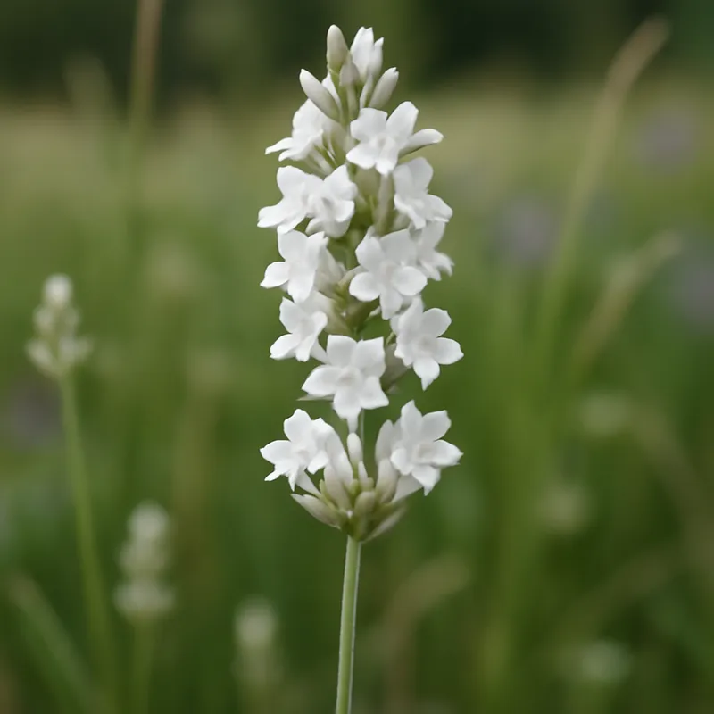 Lavendel – weiss – Bild 4