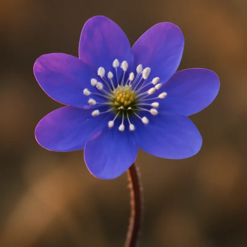 Leberblümchen – klassisch – Bild 1