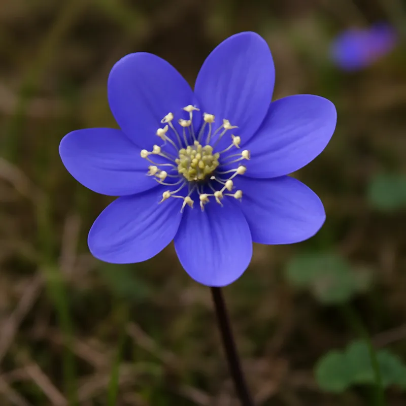 Leberblümchen – klassisch – Bild 4