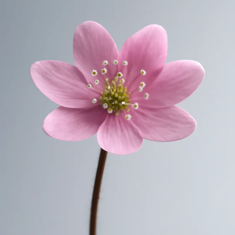 Leberblümchen – rosa – Bild 1