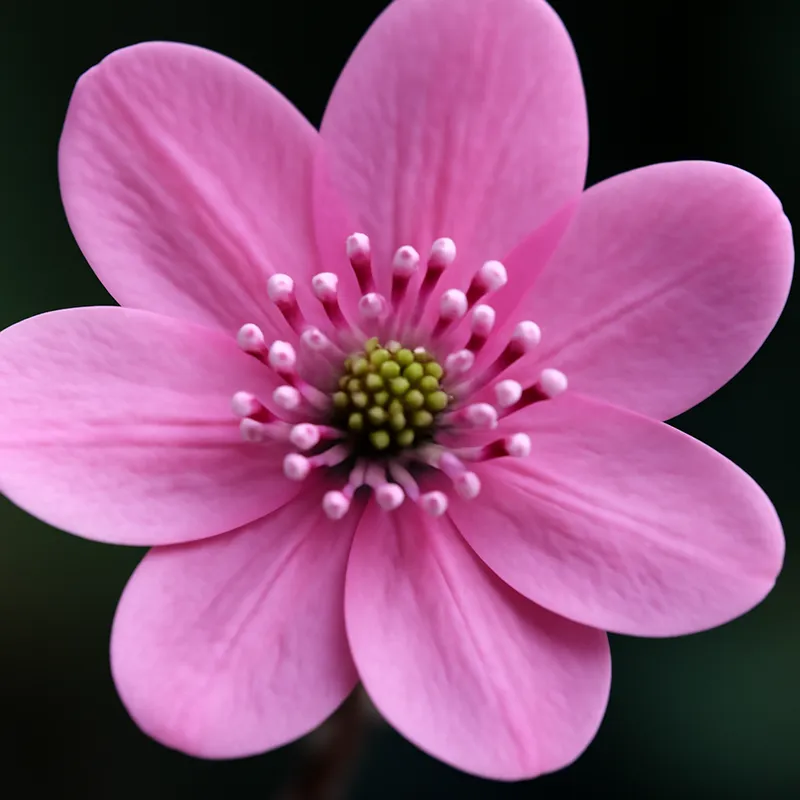 Leberblümchen – rosa – Bild 2