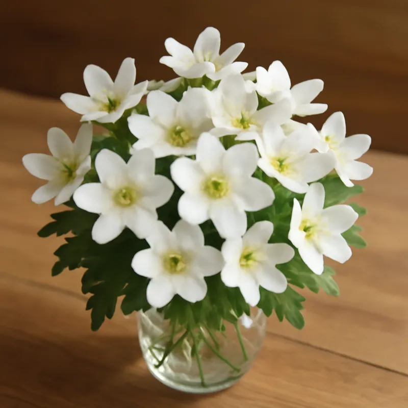 Leberblümchen – weiss – Bild 3