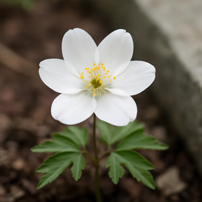 Leberblümchen – weiss – Bild 4