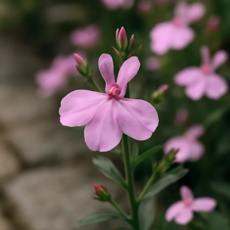 Lobelie – rosa – Bild 4