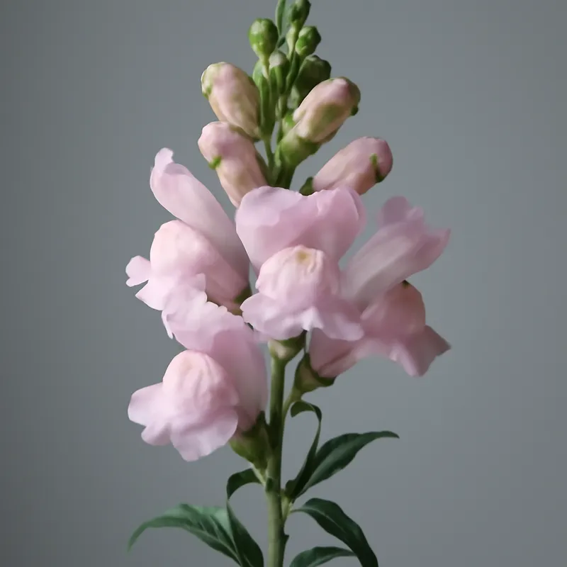 Löwenmaul – rosa – Bild 1