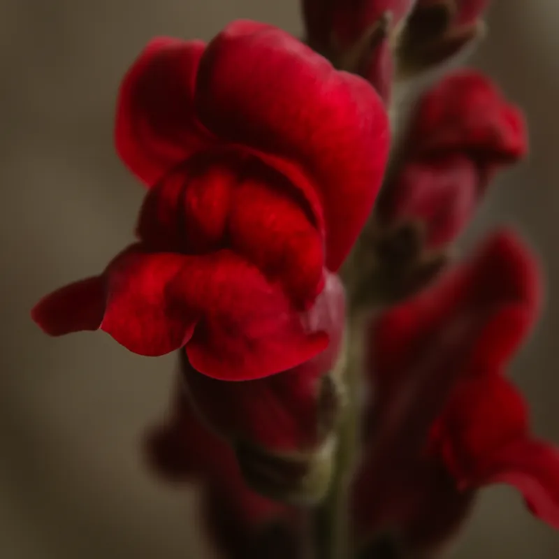 Löwenmaul – rot – Bild 2