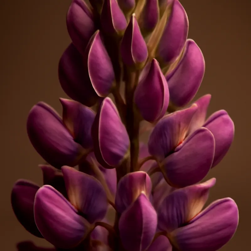 Lupine – klassisch – Bild 2