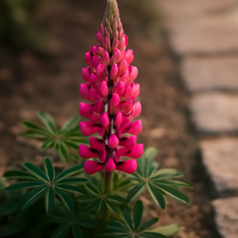 Lupine – klassisch – Bild 4