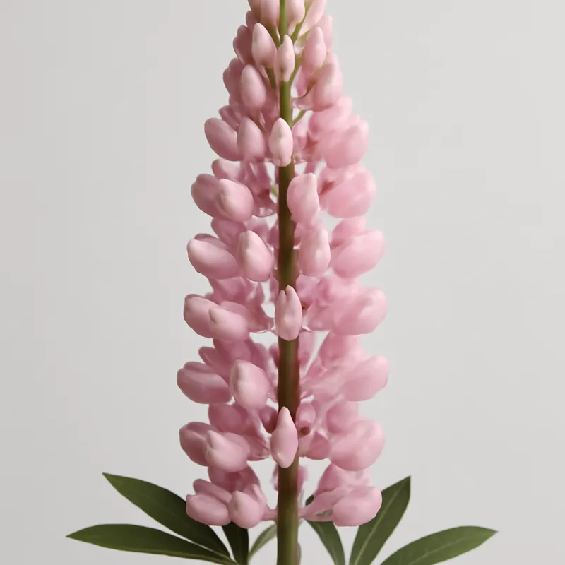 Lupine – rosa – Bild 1