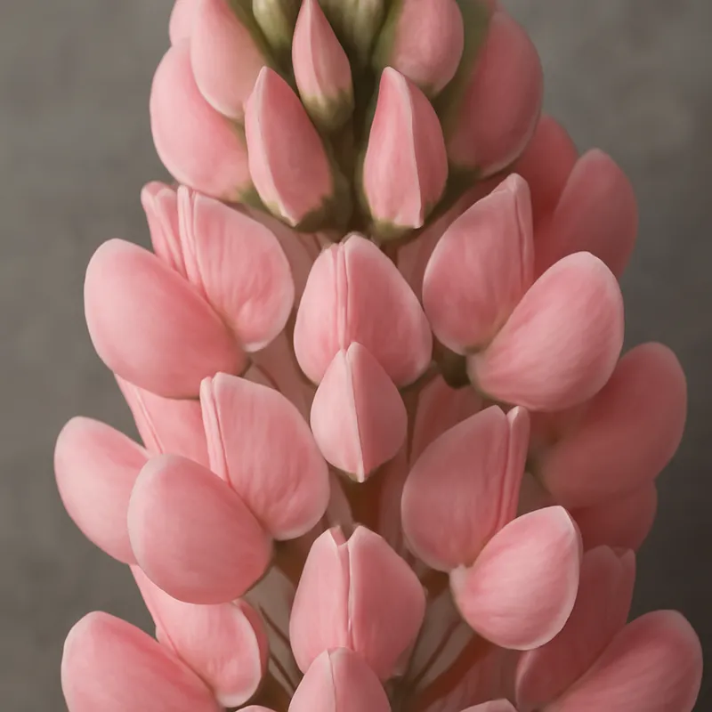 Lupine – rosa – Bild 2