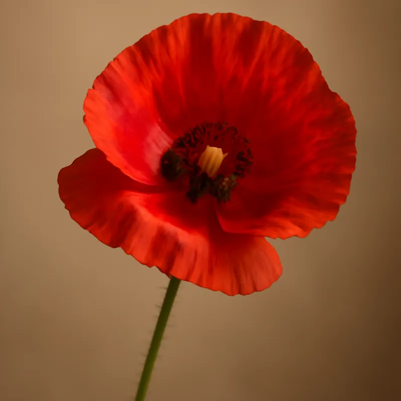 Mohn – klassisch – Bild 1