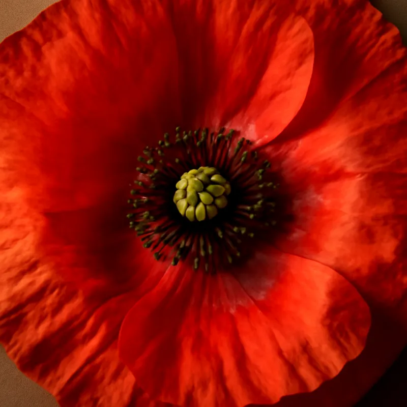 Mohn – klassisch – Bild 2