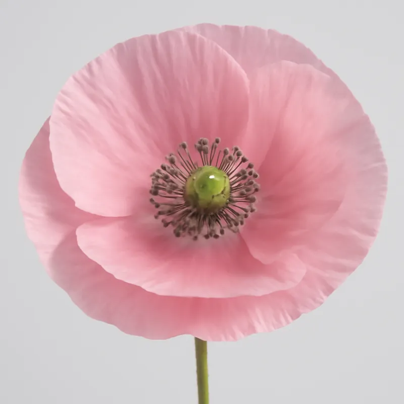 Mohn – rosa – Bild 1