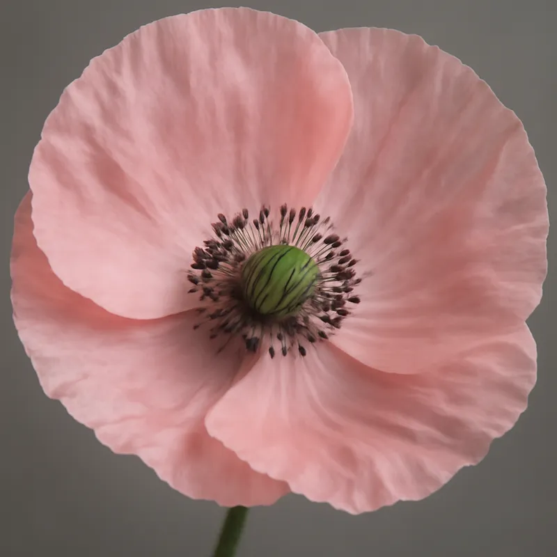 Mohn – rosa – Bild 2