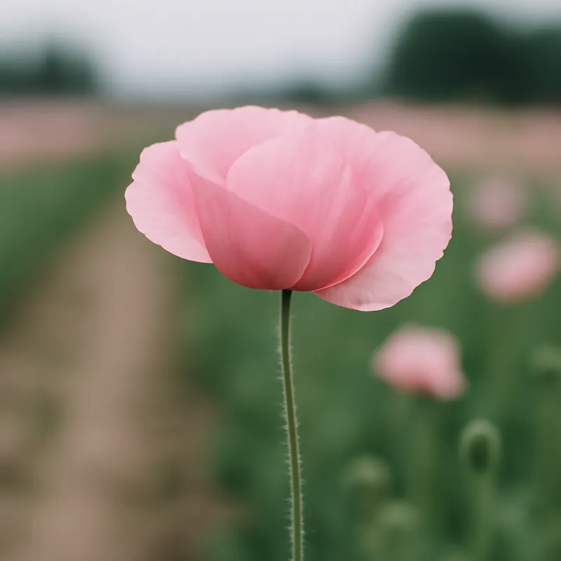 Mohn – rosa – Bild 4