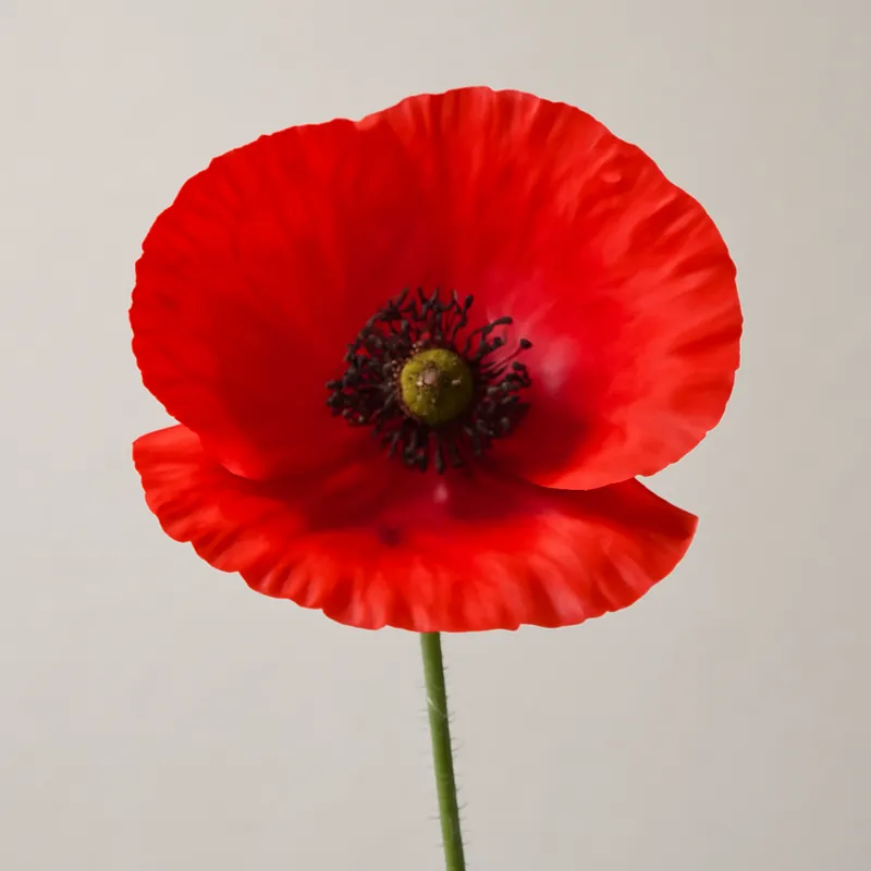 Mohn – rot – Bild 1