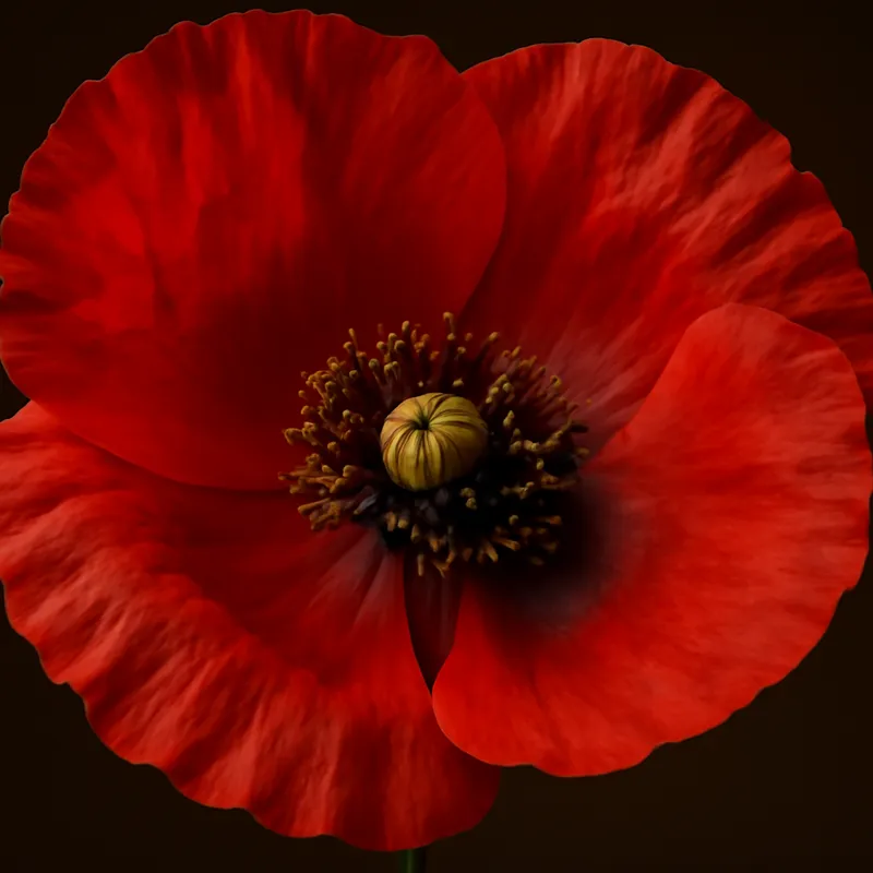 Mohn – rot – Bild 2