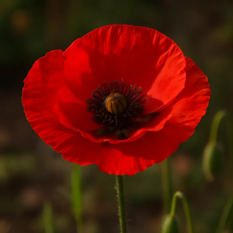 Mohn – rot – Bild 4