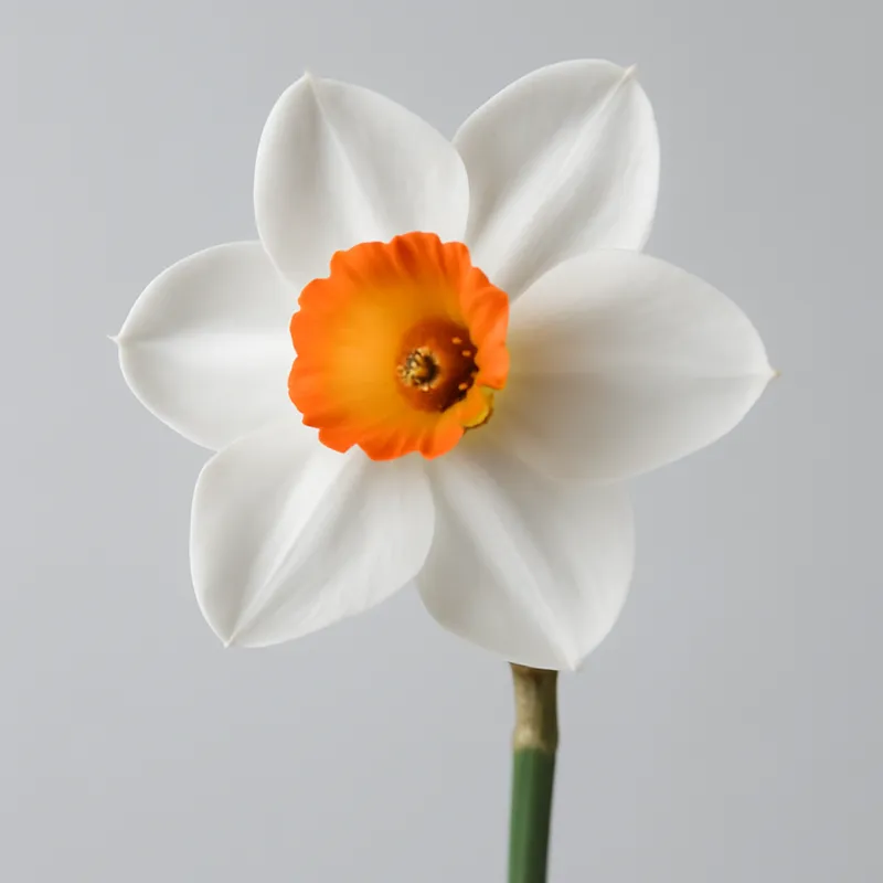 Narzisse – die erste Blume des Frühlings