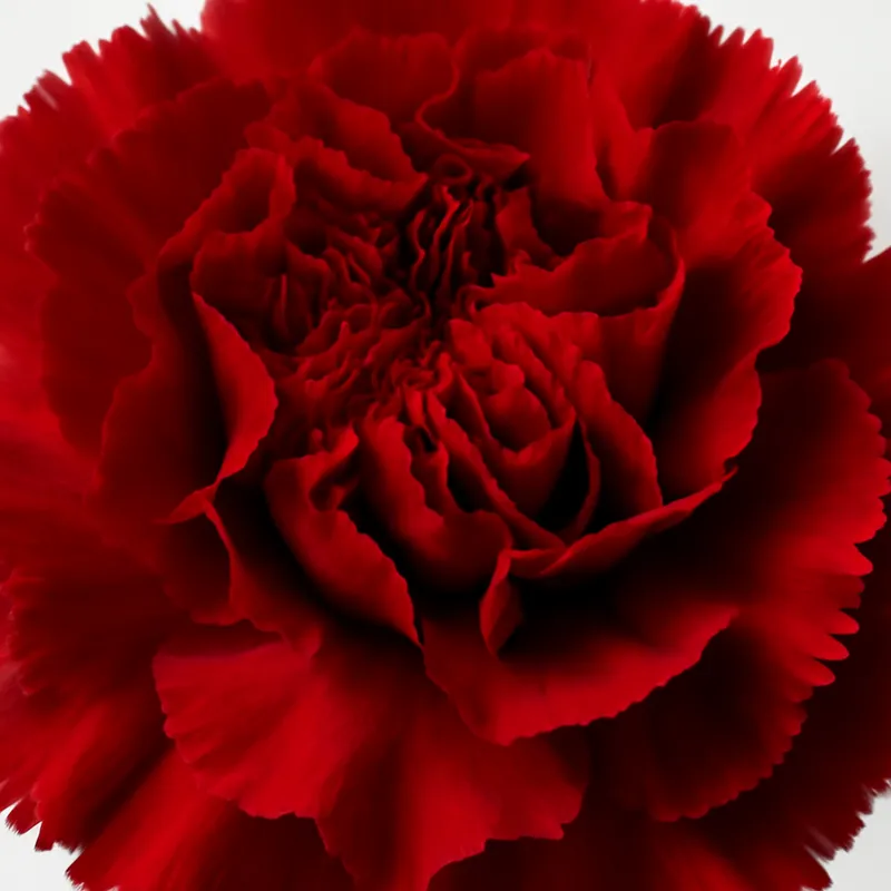 Nelke – rot – Bild 2