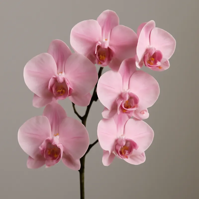 Orchidee (brudorkidé) – rosa – Bild 1