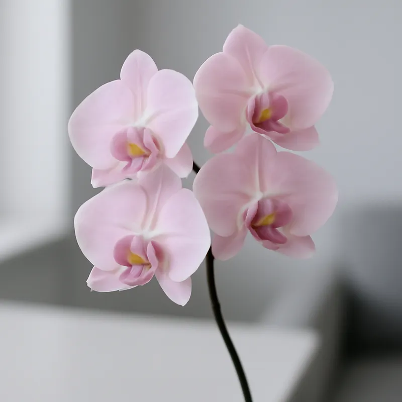 Orchidee (brudorkidé) – rosa – Bild 3