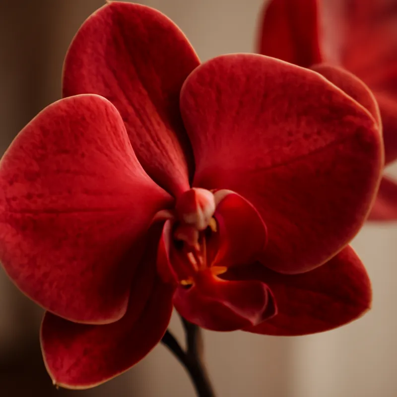 Orchidee (brudorkidé) – rot – Bild 2