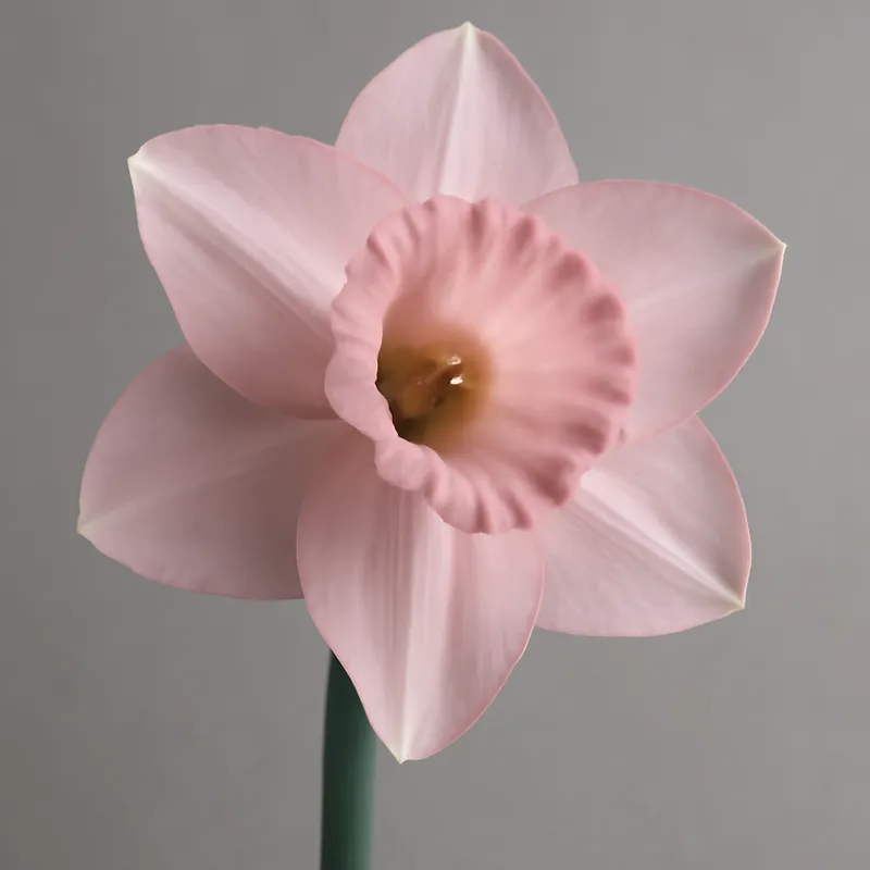 Osterglocke – rosa – Bild 1