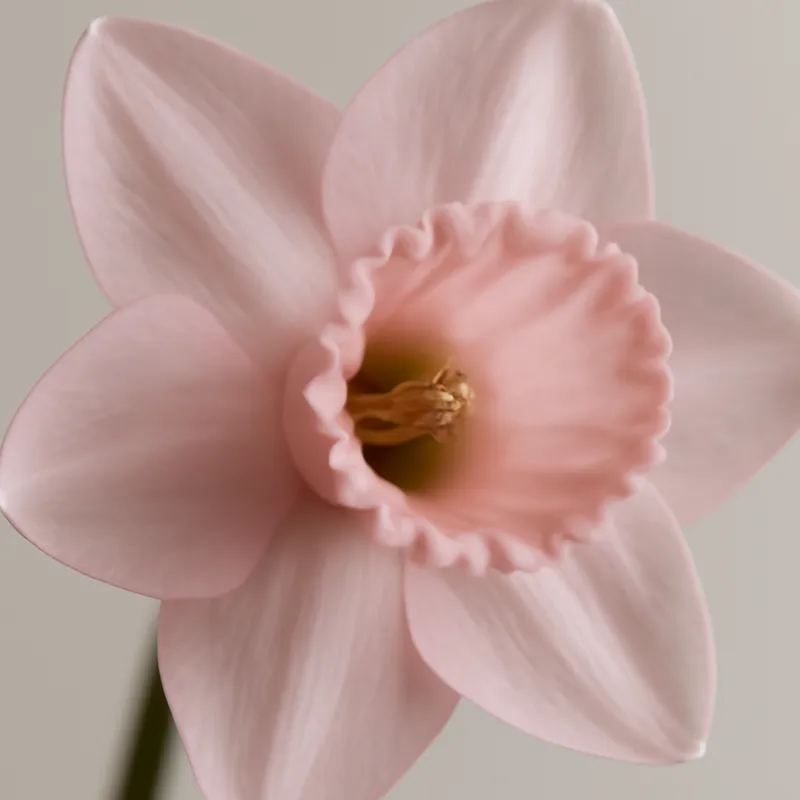 Osterglocke – rosa – Bild 2