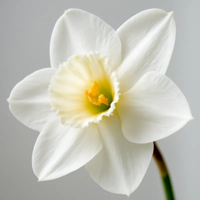 Osterglocke – weiss – Bild 2