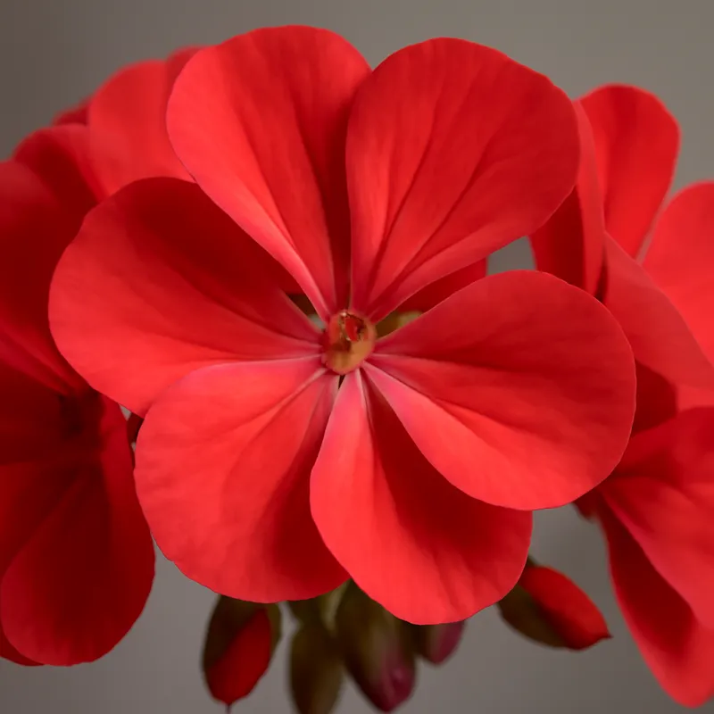 Pelargonie – klassisch – Bild 2