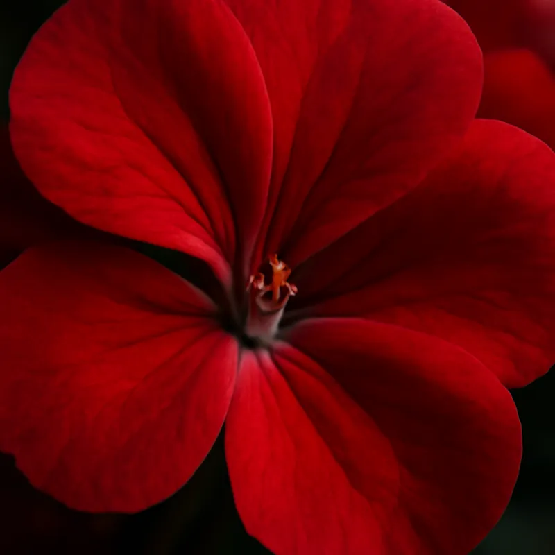 Pelargonie – rot – Bild 2