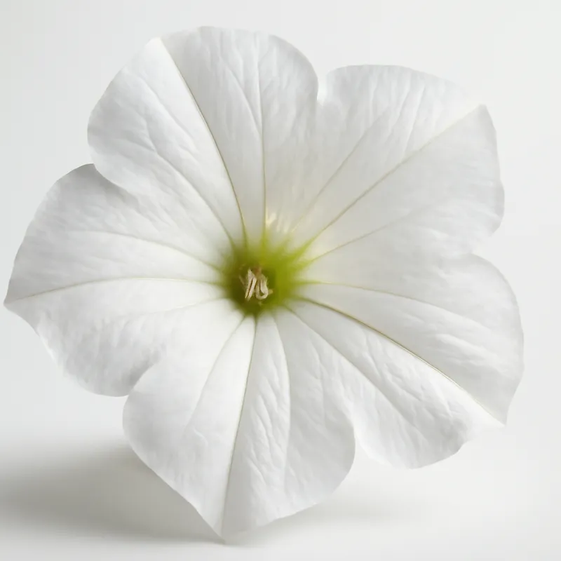 Petunie – weiss – Bild 2