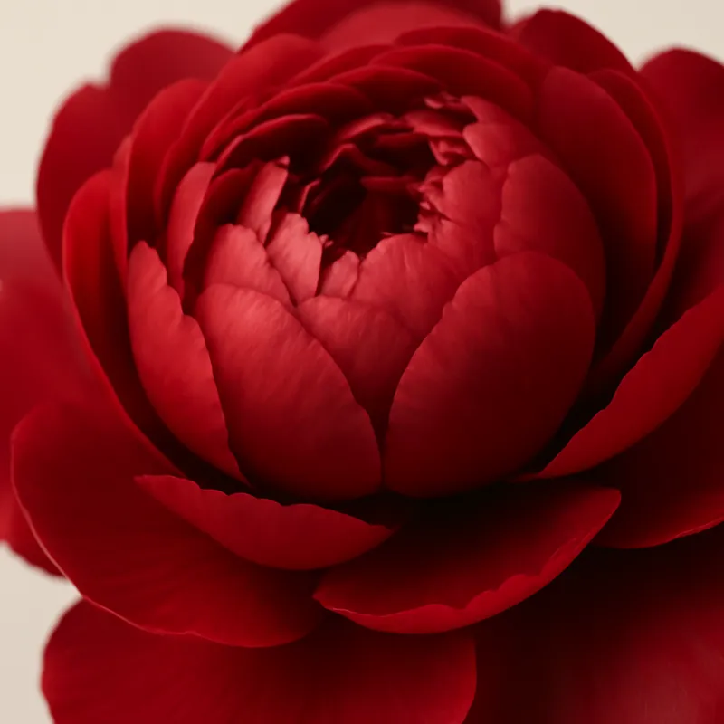 Pfingstrose – rot – Bild 2