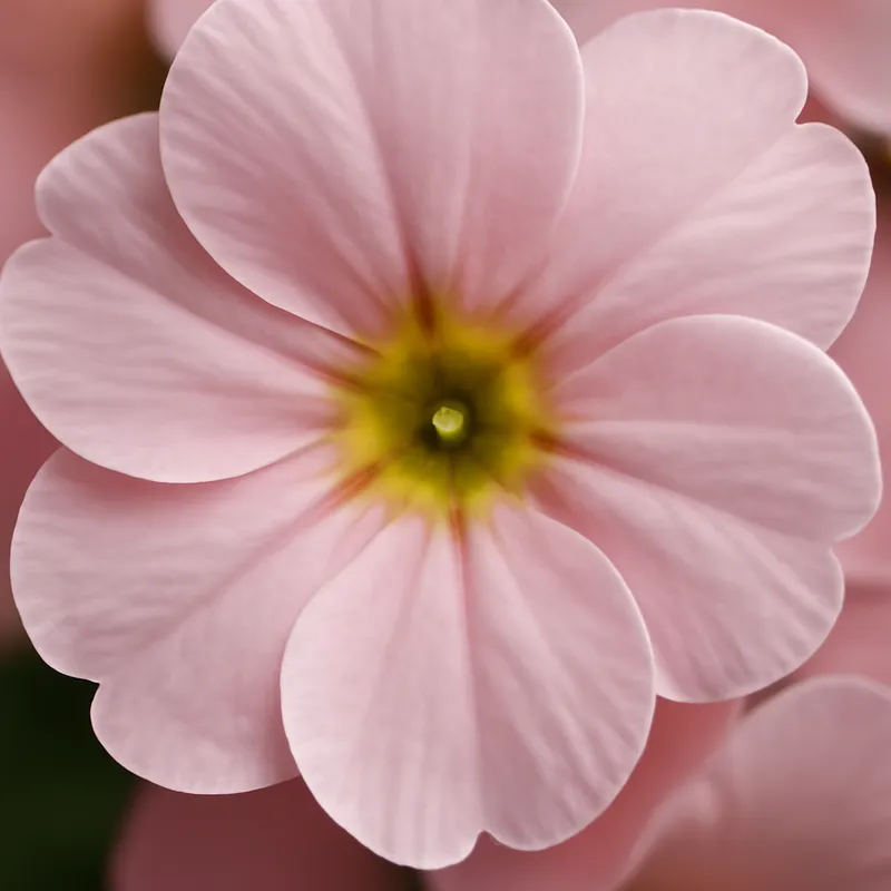 Primel – rosa – Bild 2