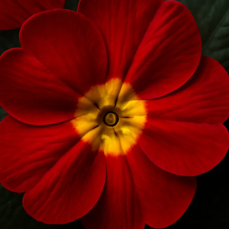 Primel – rot – Bild 2