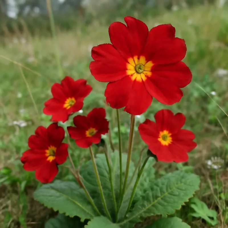 Primel – rot – Bild 4