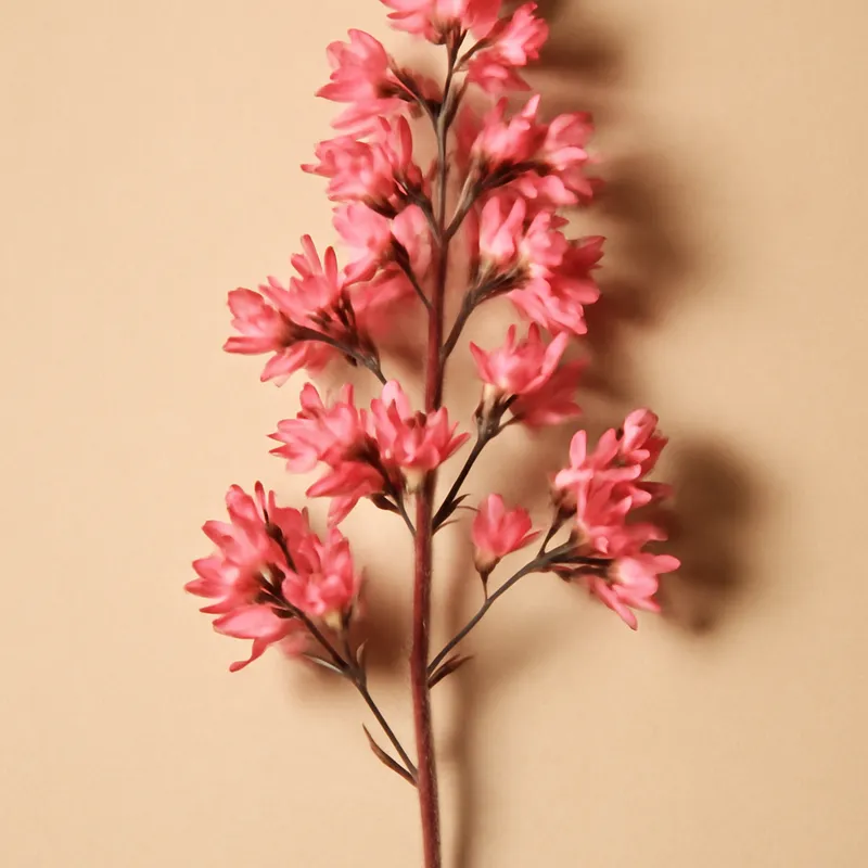 Purpurglöckchen – klassisch – Bild 1