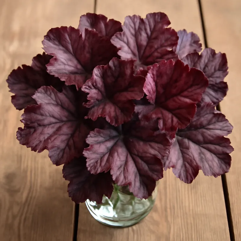 Purpurglöckchen – klassisch – Bild 3