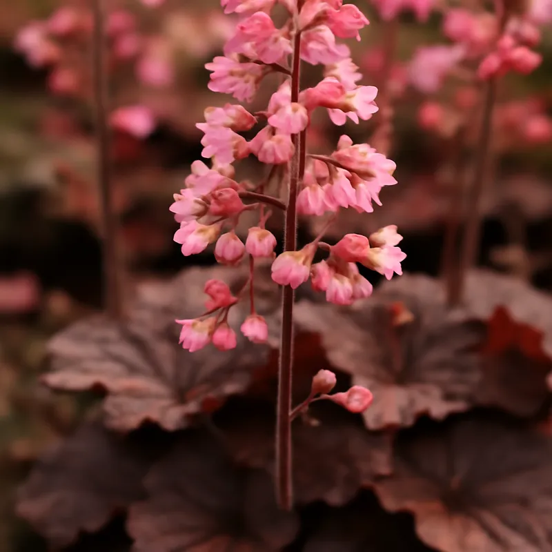 Purpurglöckchen – klassisch – Bild 4